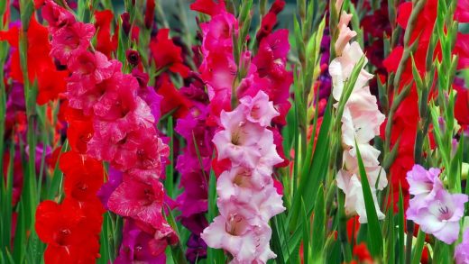 Когда сажать гладиолусы: советы и рекомендации для эффектного цветения
