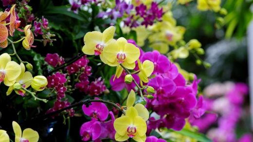 Сорта орхидеи фаленопсис