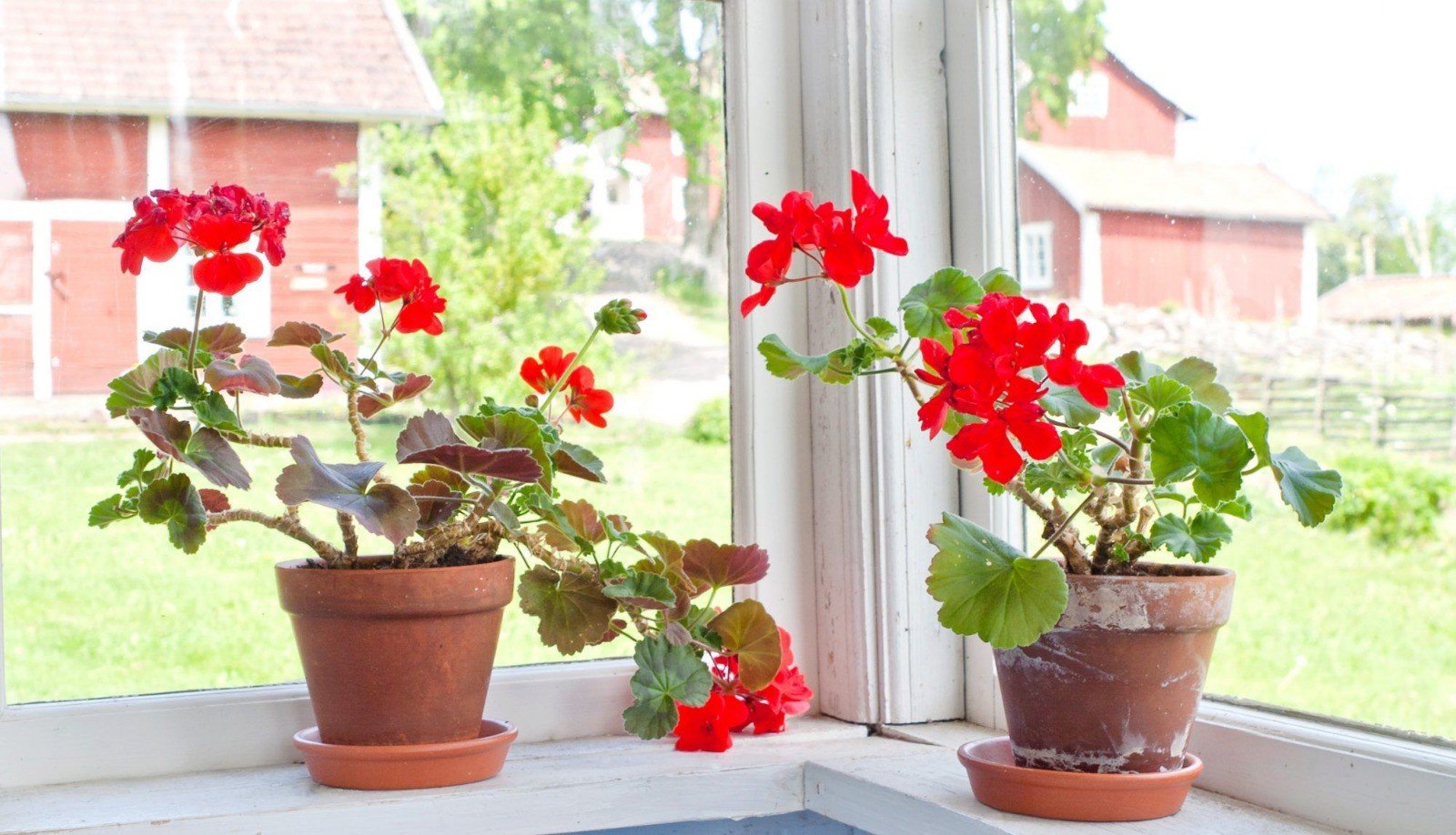 Солнцелюбивые комнатные растения для южных окон с фото