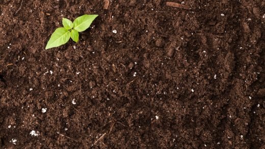 Какие растения лучше всего растут на кислых почвах