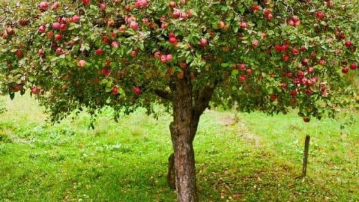 Чем подкормить яблоню осенью