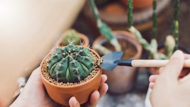  как ухаживать за кактусом в домашних условиях