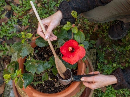 Как ухаживать за гибискусом в домашних условиях