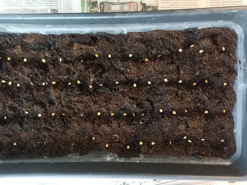 Как посадить семена перца на рассаду