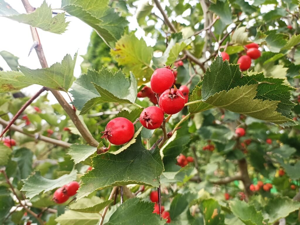 Какие плодовые деревья растут на песчаной почве